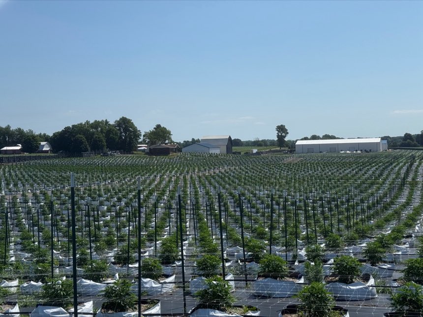 Wide aerial view of outdoor cannabis field