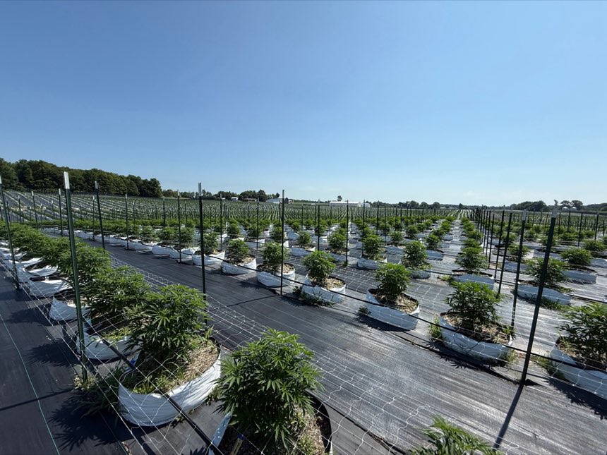 Cannabis rows with trellis support