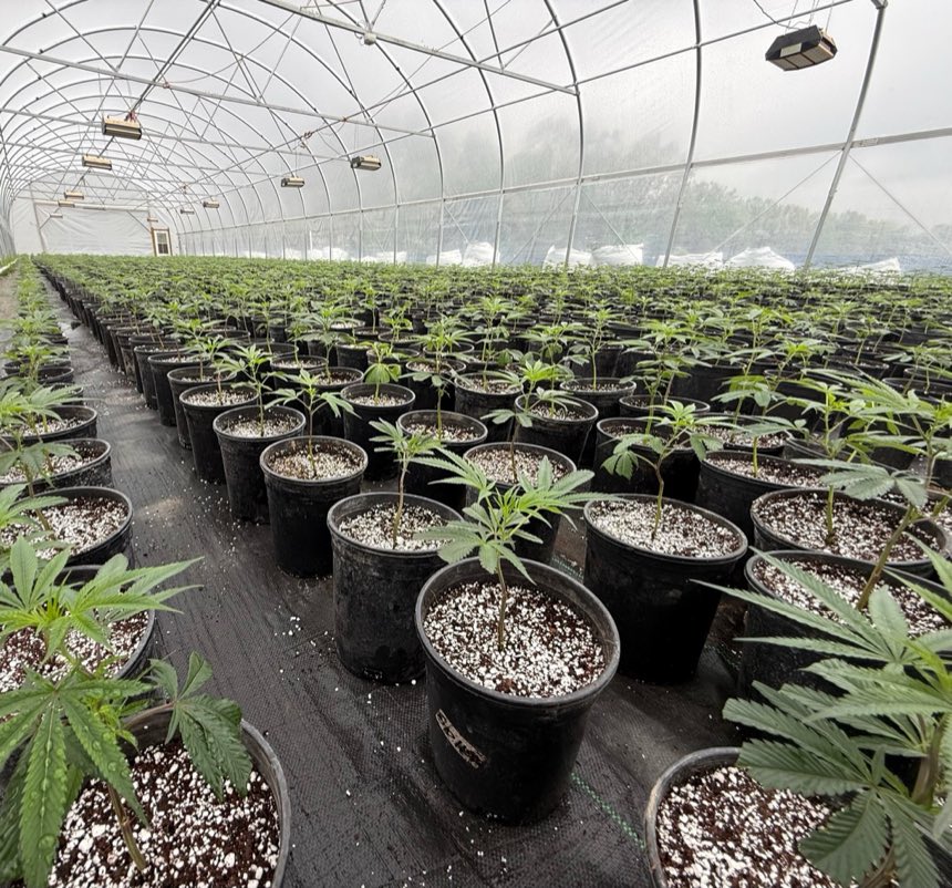 Greenhouse cannabis canopy