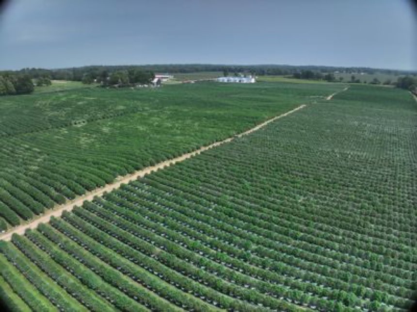 Drone view of 100-acre cannabis operation