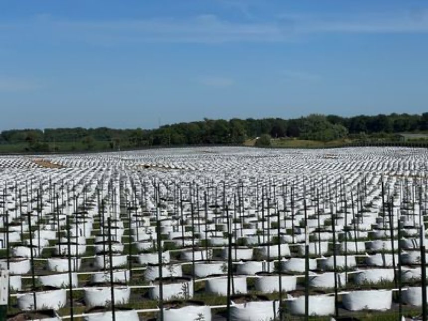 Grow bags staged across outdoor field